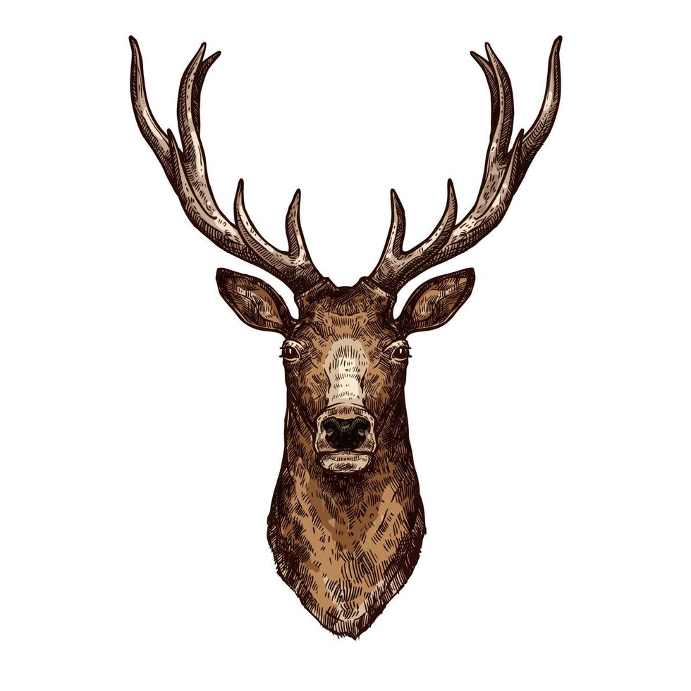 Deer, elk or reindeer sketch of wild forest animal vector