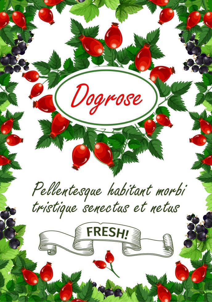 Vector poster of fresh dogrose berries and fruits