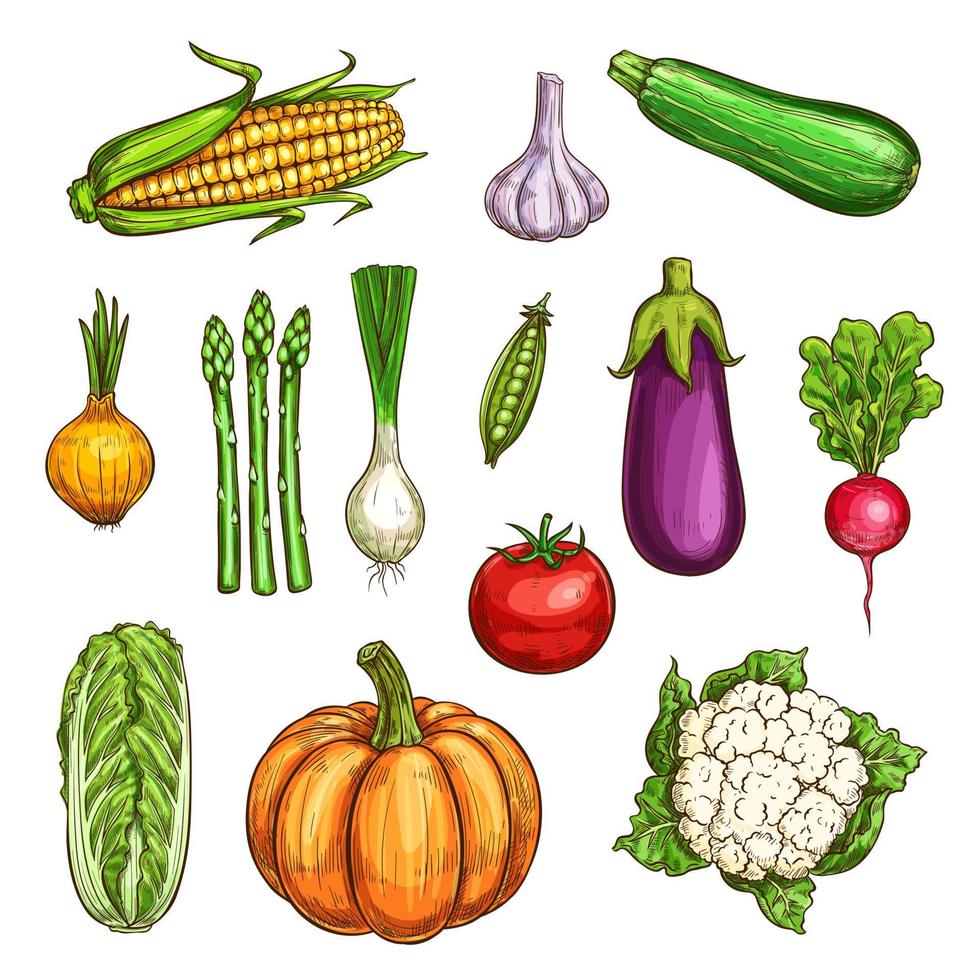 Isolated color vegetables sketches set vector