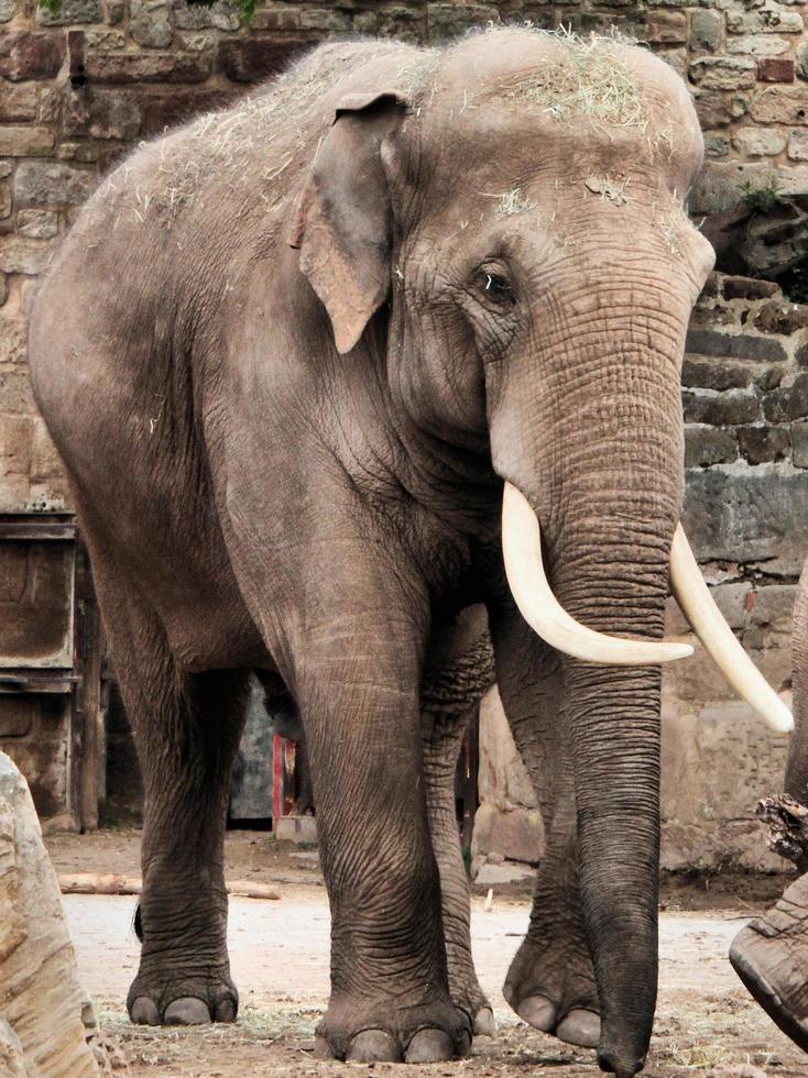 A view of an Elephant photo