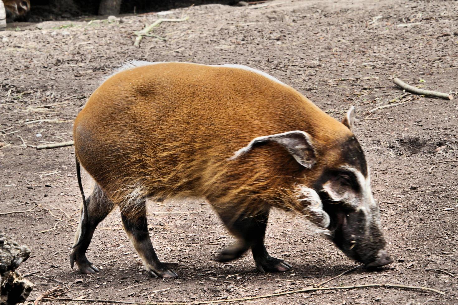 A view of a Red River Hog photo