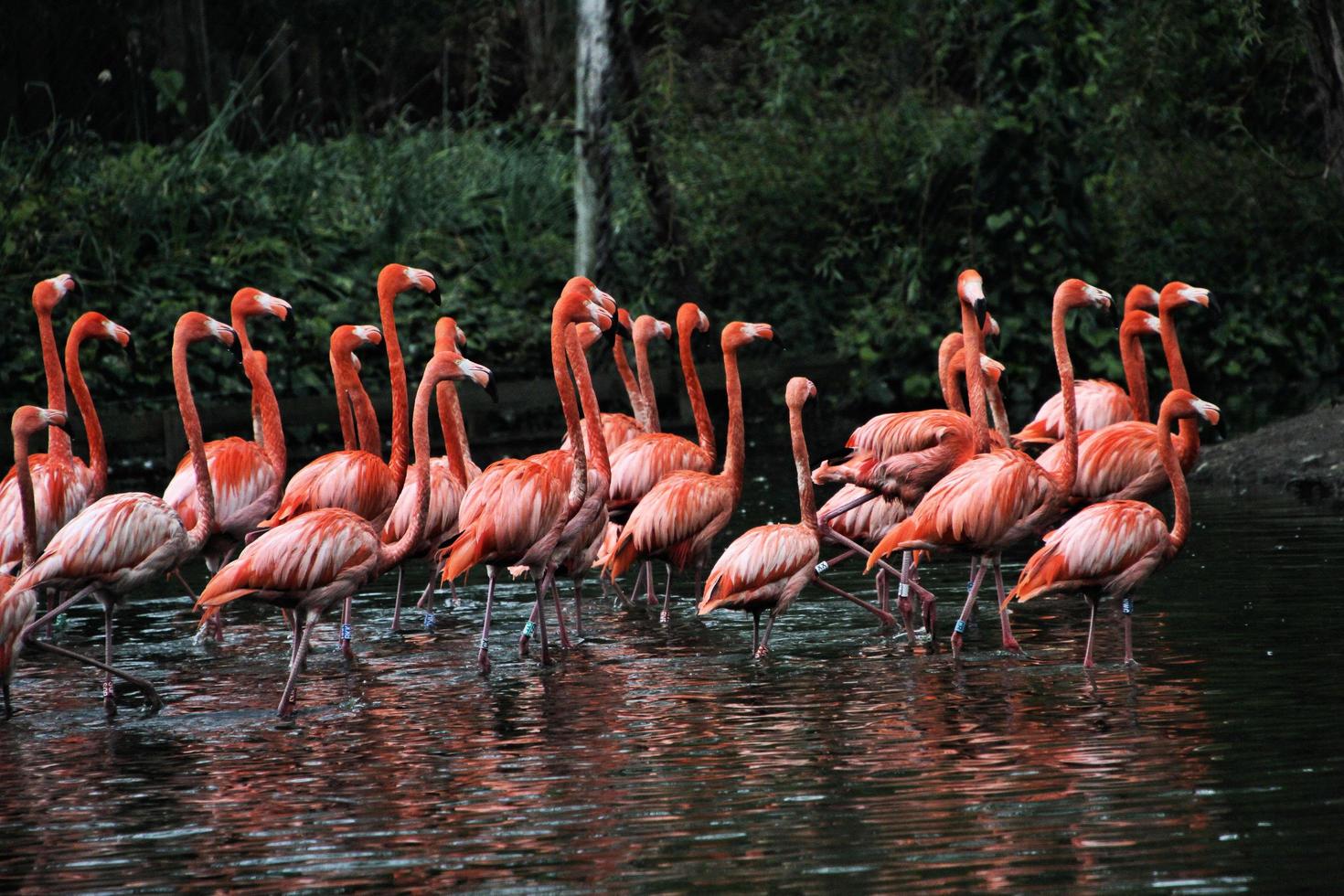 A view of some Flamingo's photo