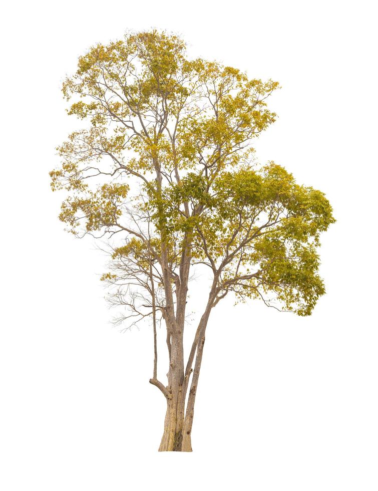Autumn tree during fall season which foliage has turn from green to yellow isolated on white background for autumn design usage photo