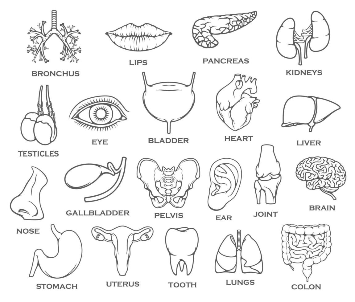 Human organ, body part, bone and joint line icon vector