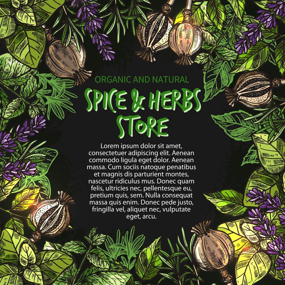 Vector sketch poster of spices and herbs