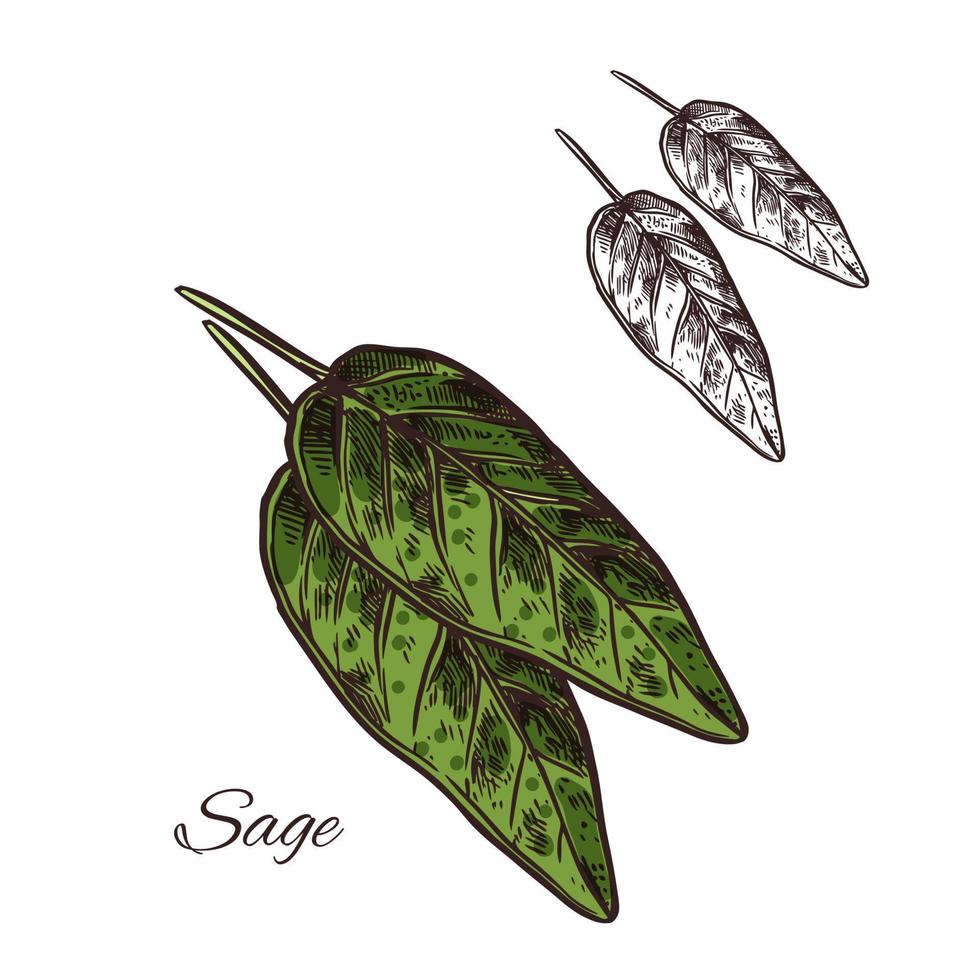 Sage seasoning plant vector sketch plant icon