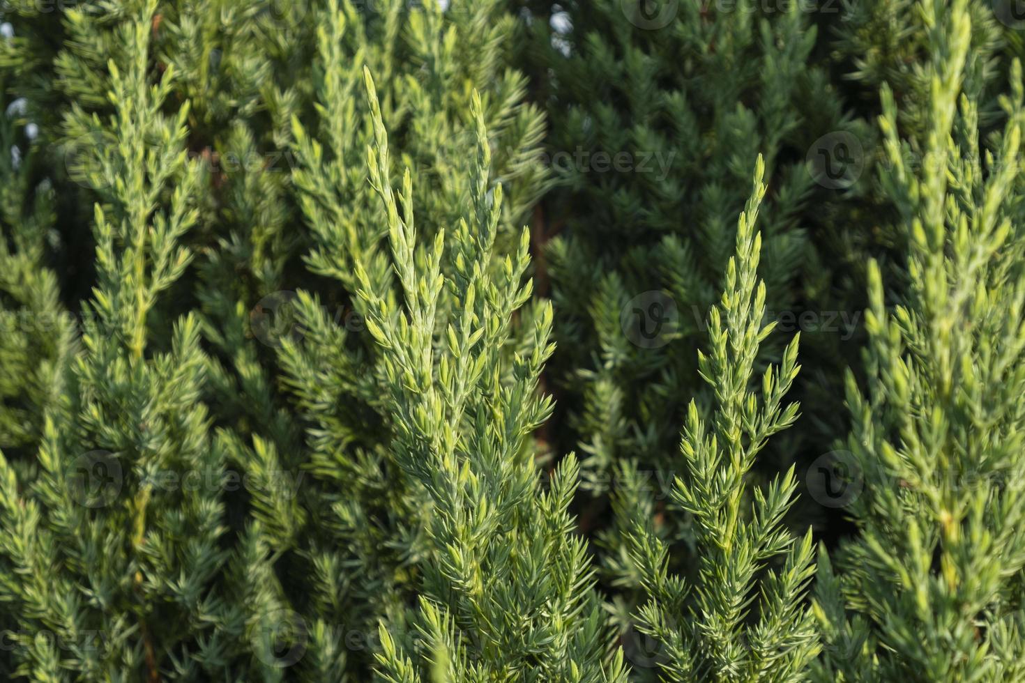 green texture fresh juniper closeup photo