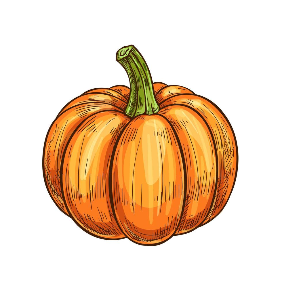 Pumpkin, gourd or squash vegetable isolated sketch vector