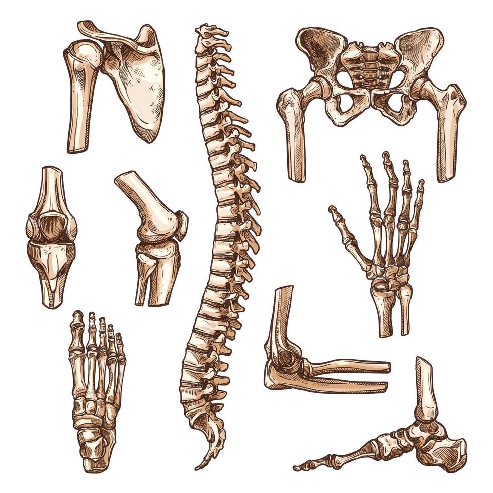 conjunto de bocetos de huesos y articulaciones del esqueleto humano vector