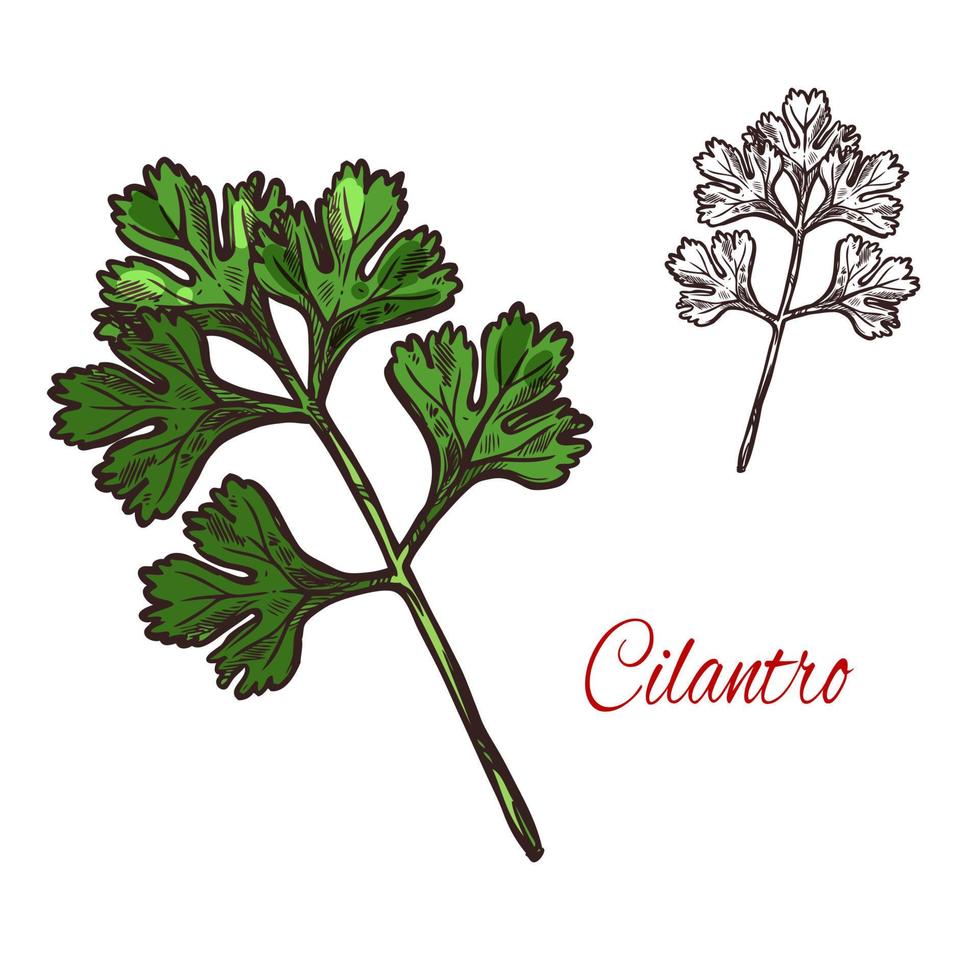 Coriander or cilantro plant sketch of spice herb vector