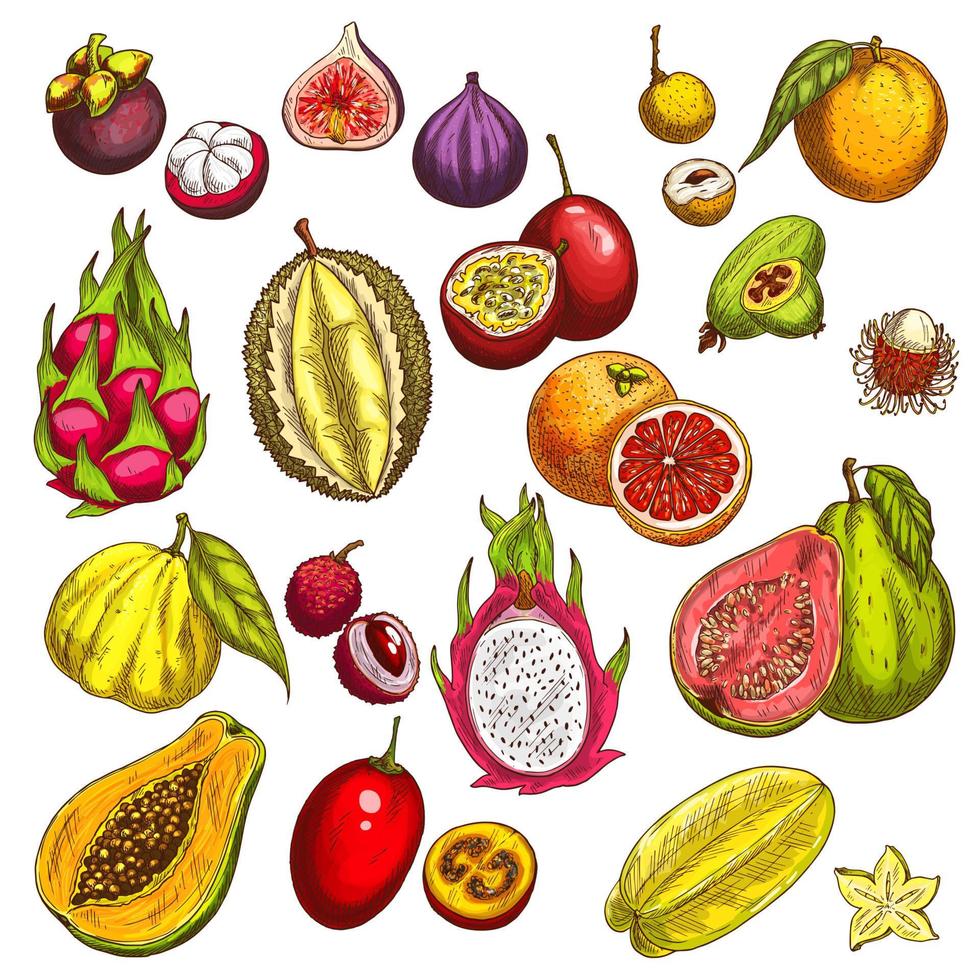 Vector sketch icons of tropical exotic fruits