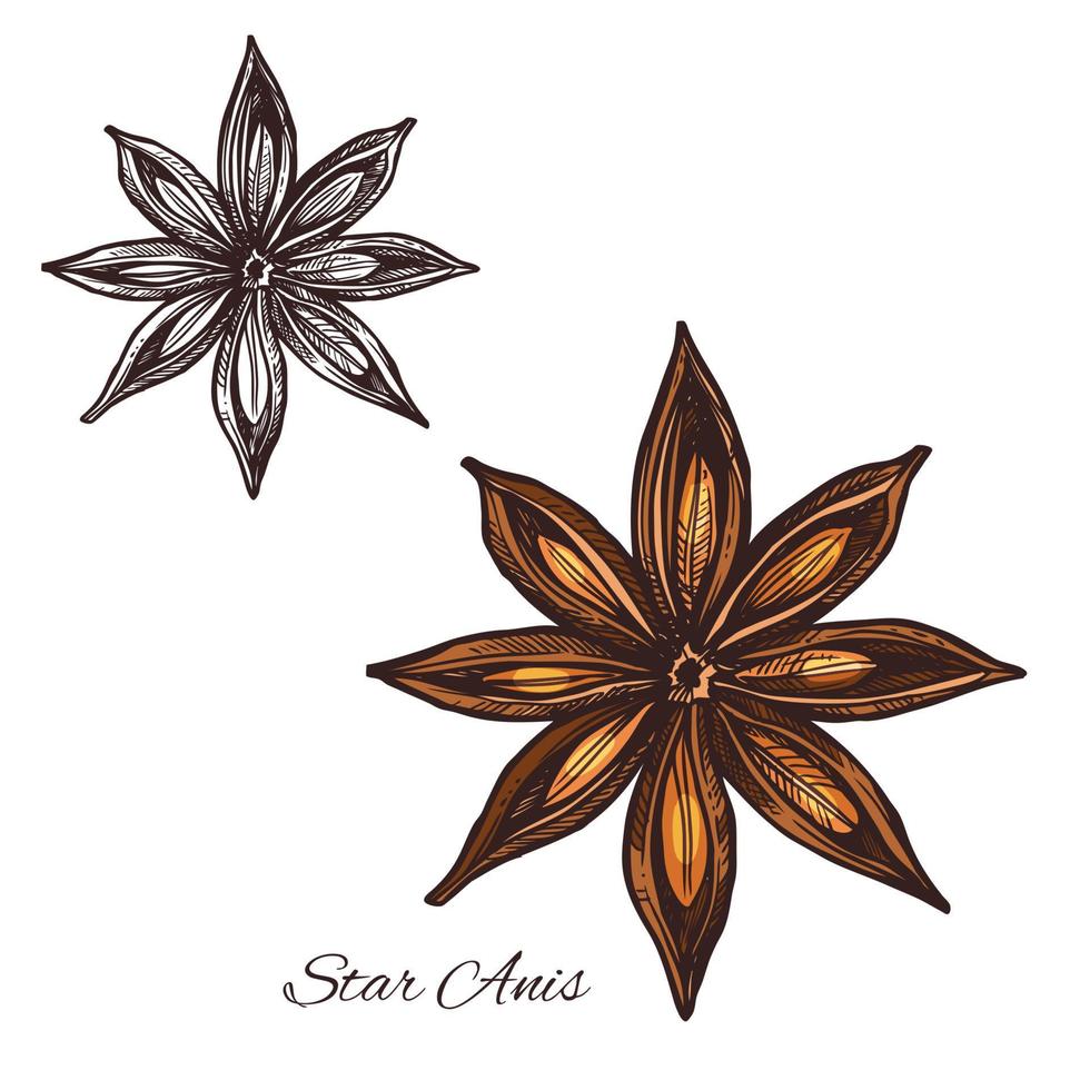 boceto de especias de anís estrellado de fruta y semilla de badian vector