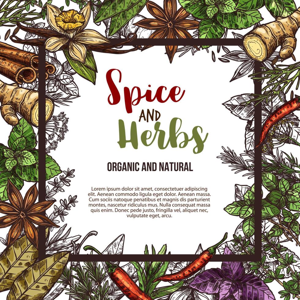 Vector sketch poster of spices and herbs