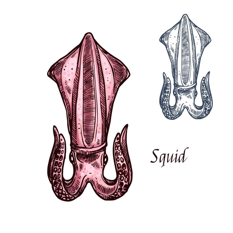 Squid vector isolated sketch seafood icon