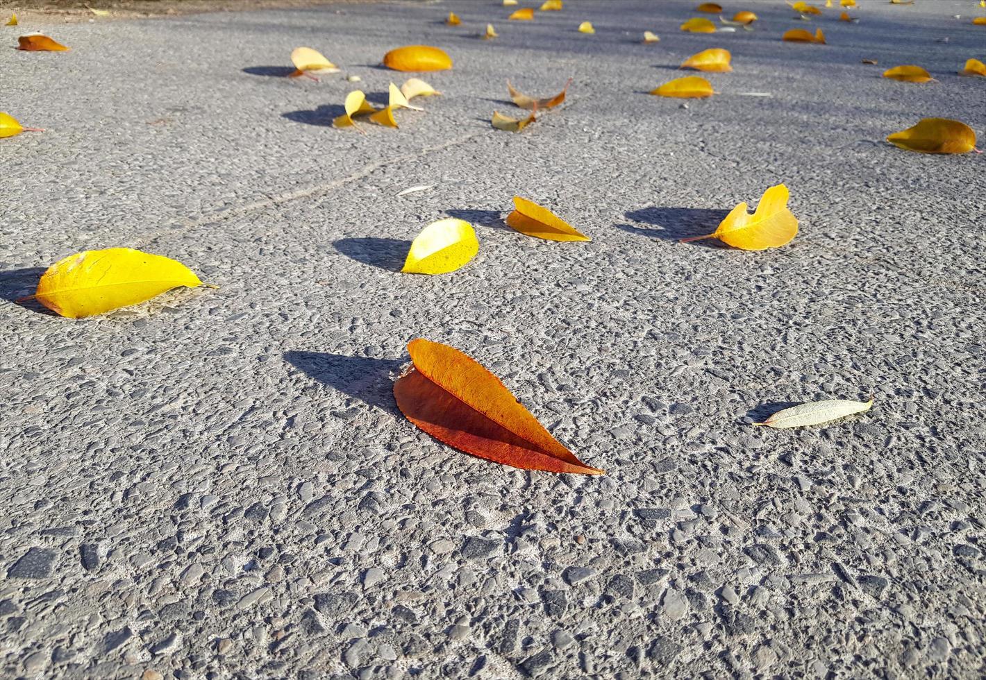 colorido follaje caído - amarillo, naranja, marrón en la carretera de asfalto gris. enfoque selectivo centrado en la hoja, la perspectiva se desvanece en la distancia. fondo de piedra gris con textura. día soleado de otoño. foto