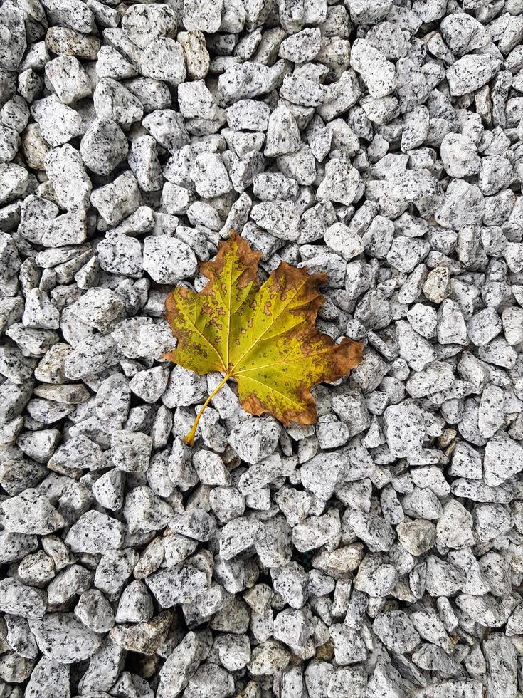 una hoja de arce amarilla marchita yace sobre pequeñas piedras en la superficie de grava blanca y negra. fondo gris de guijarros texturizados. concepto de estado de ánimo de otoño. imagen vertical con lugar para texto. foto