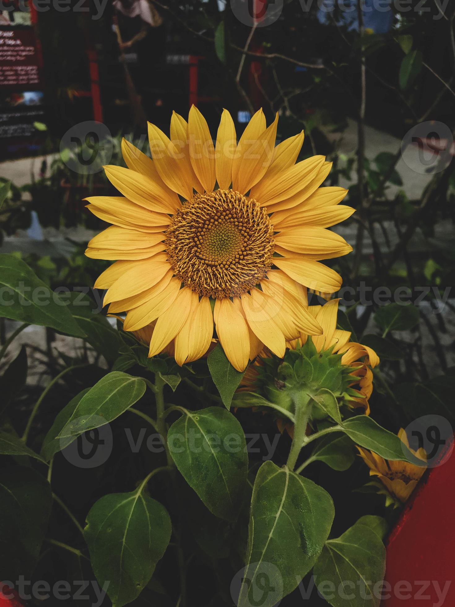 girasol que tiene el nombre científico helianthus annus l. la filosofía