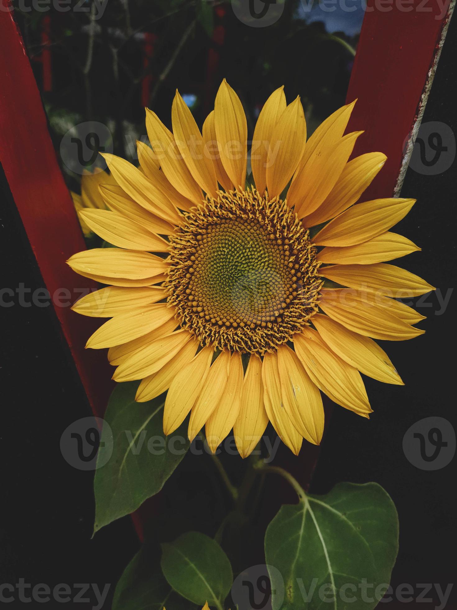 girasol que tiene el nombre científico helianthus annus l. la filosofía