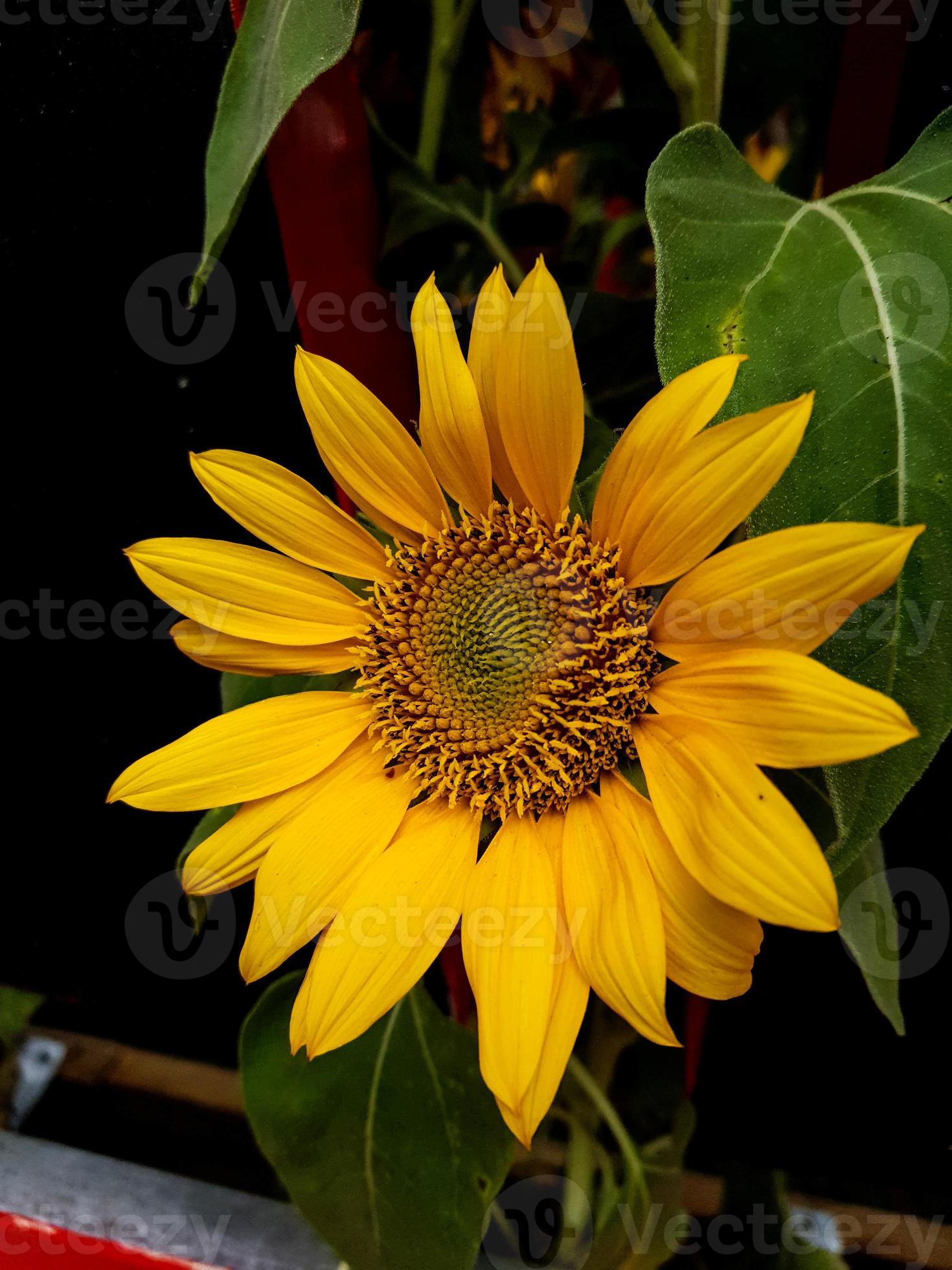 Sunflower which has the scientific name Helianthus annus L. The