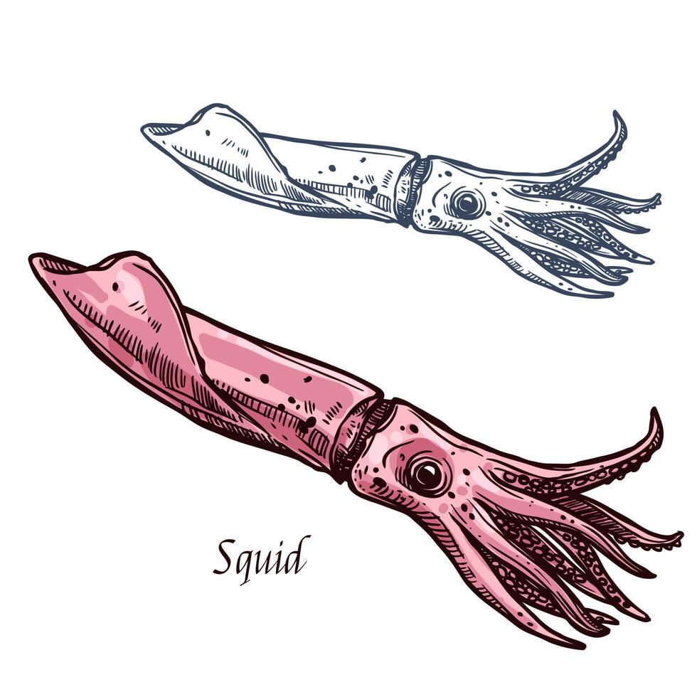 Squid seafood vector isolated sketch icon
