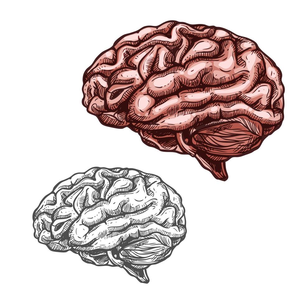 icono de esbozo de vector de cerebro de órgano humano