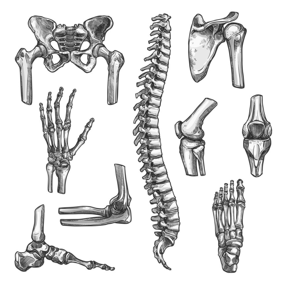 Bone and joint sketches set for medicine design vector