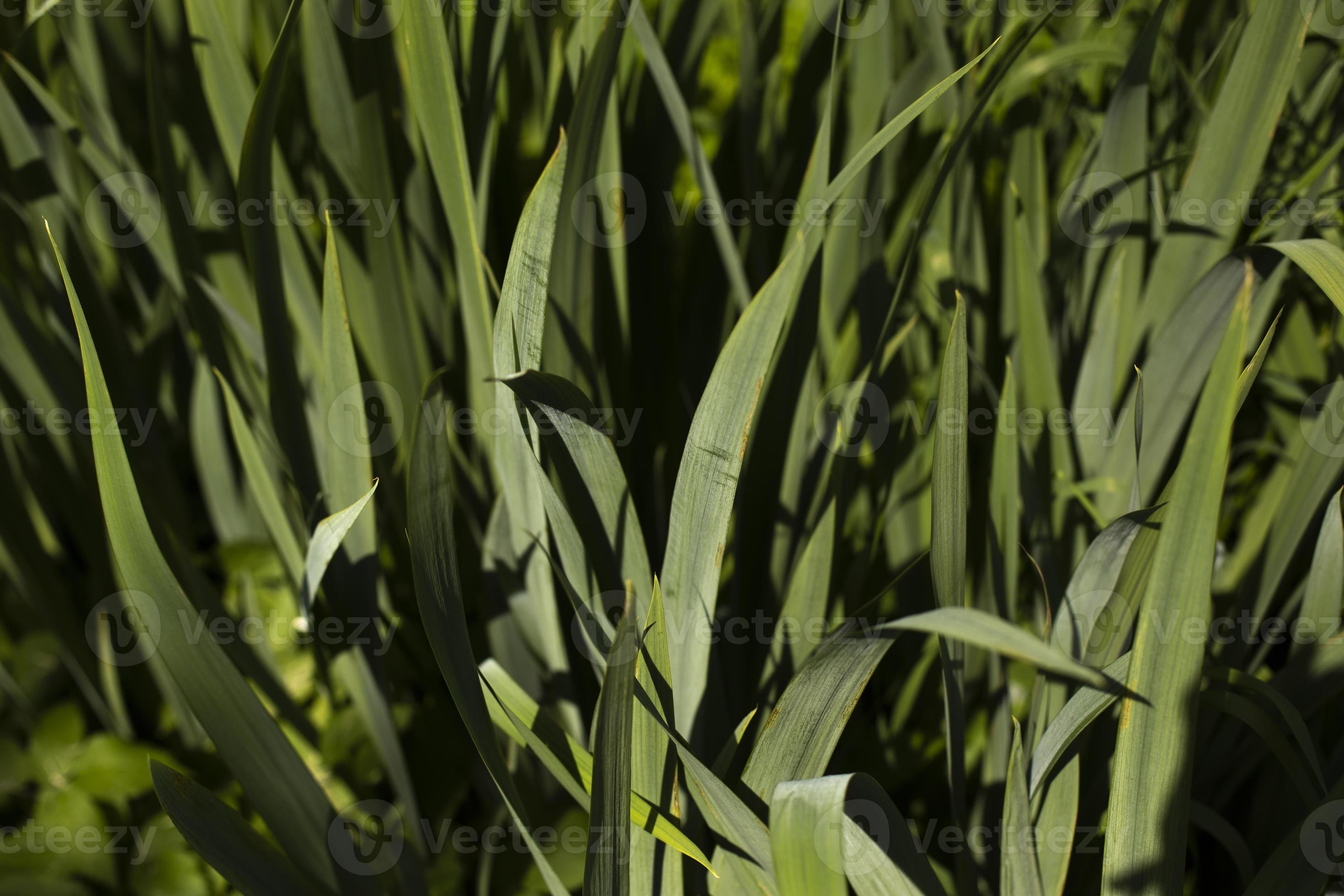 Green stems of plant. Garden plant without flowers. 13056596 Stock Photo at  Vecteezy