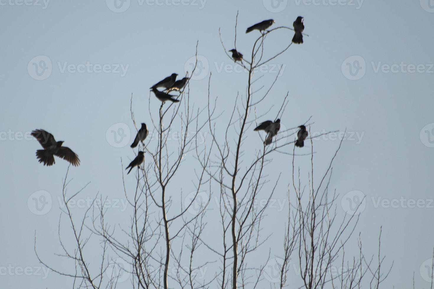 Crows on tree. Black birds. Crows sit on branches. photo