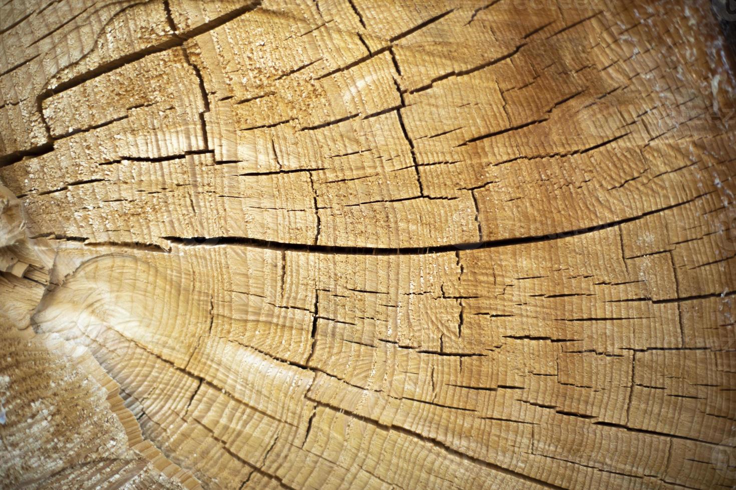 Dry wood texture. Cracks in trunk of spruce. Wooden surface. photo