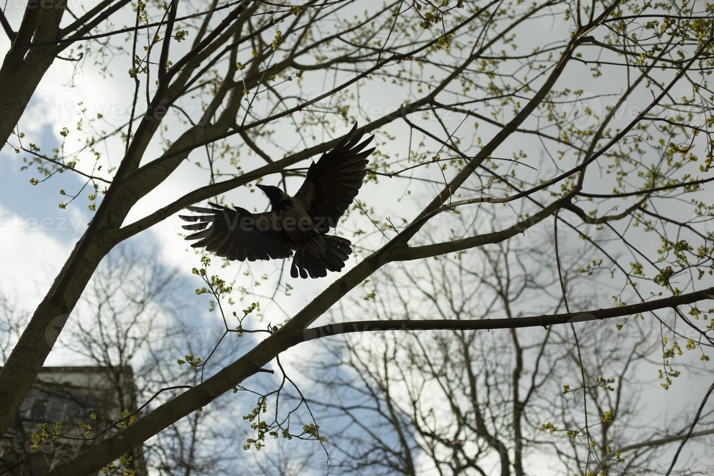 Black raven with large wings. Flight of crow among branches of tree. Bird in sky. photo