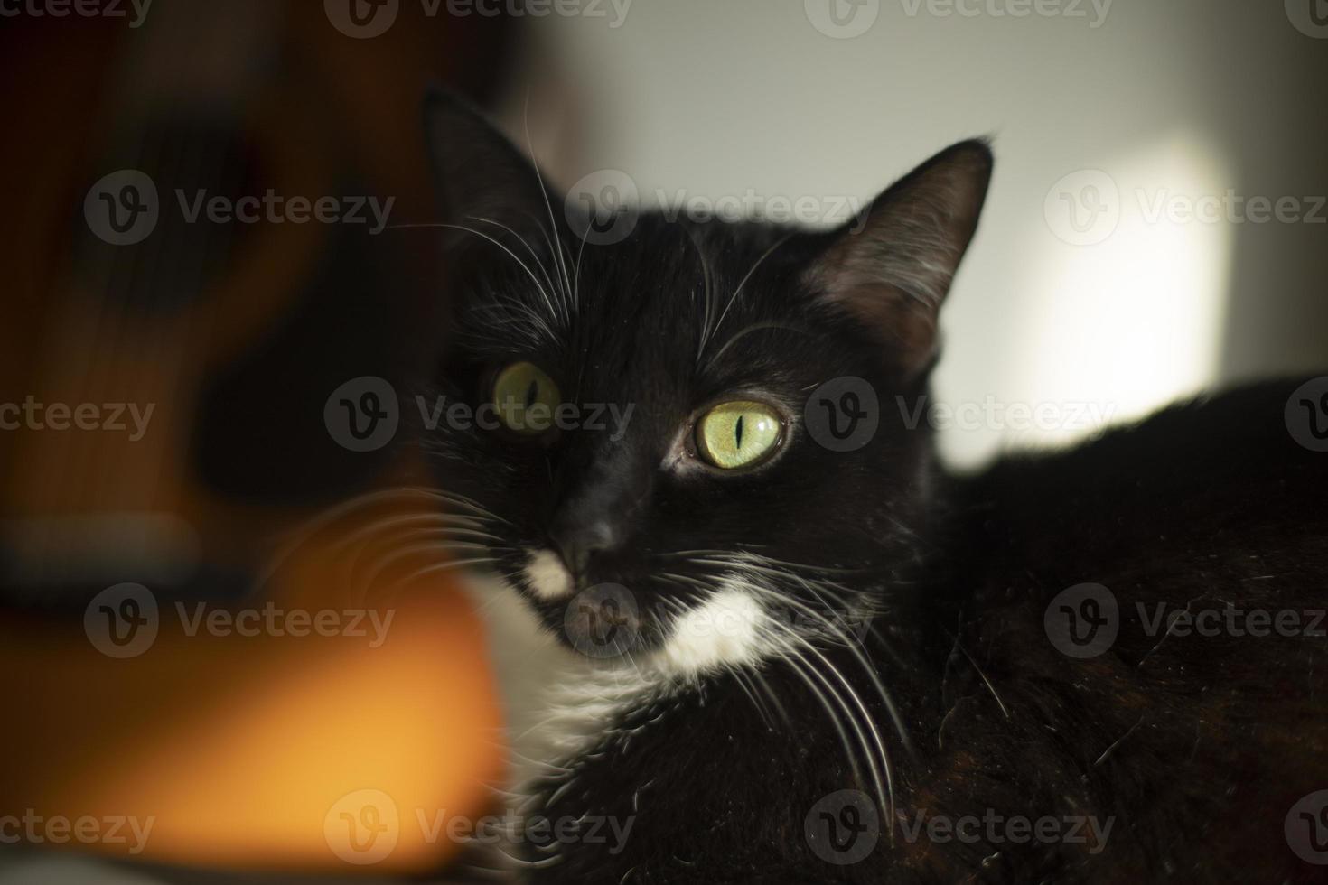 Black cat with white speck. Cat at home. Pet looks around. photo