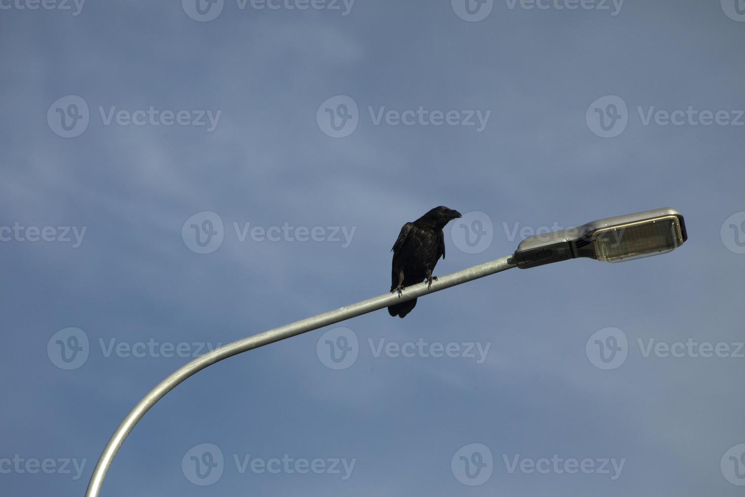 Raven sits on pole. Black raven sits on street lamp. Details of birds life. photo