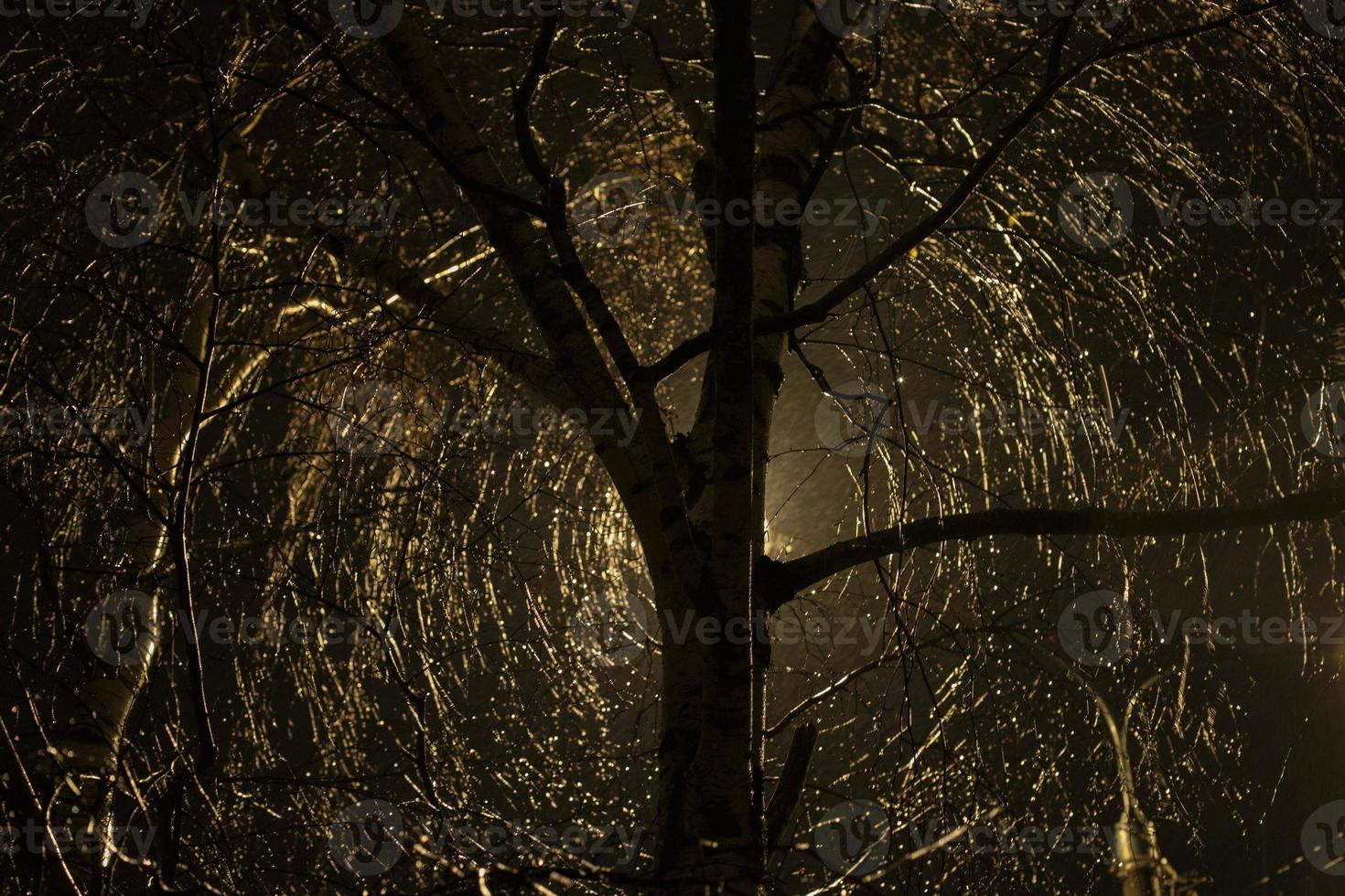 Tree in dark in electric light. Circles around tree. Drops on branches. photo