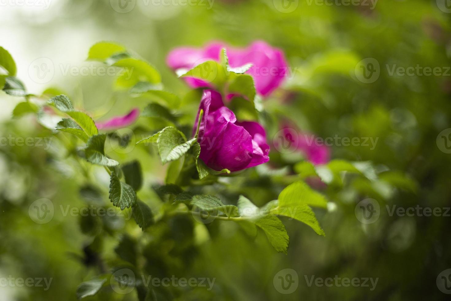 rosa en arbusto. flor en el jardín. arbustos de plantas. foto