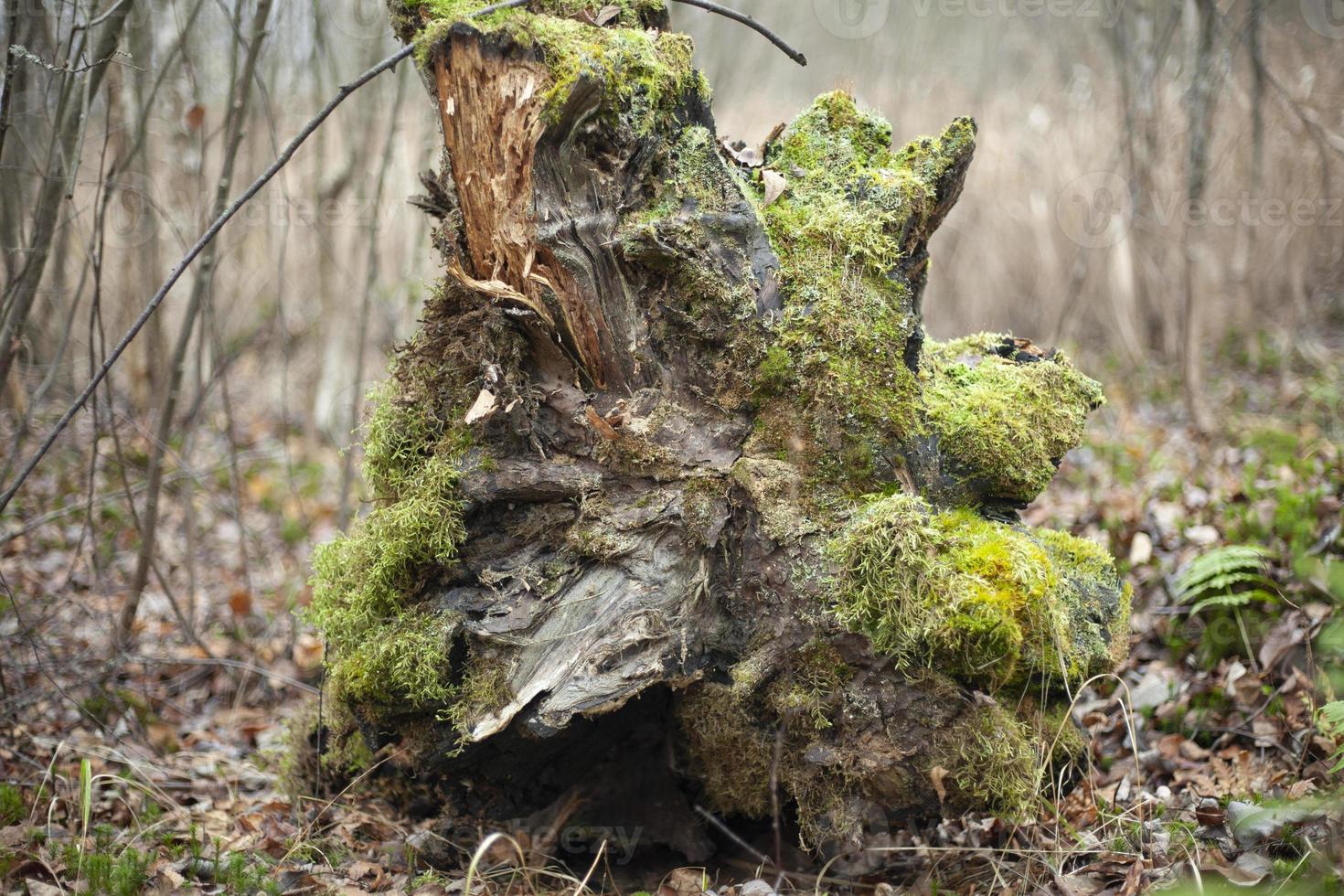Root of tree in forest. Fallen tree. Details of nature. Dry stump. Moss on trunk. photo