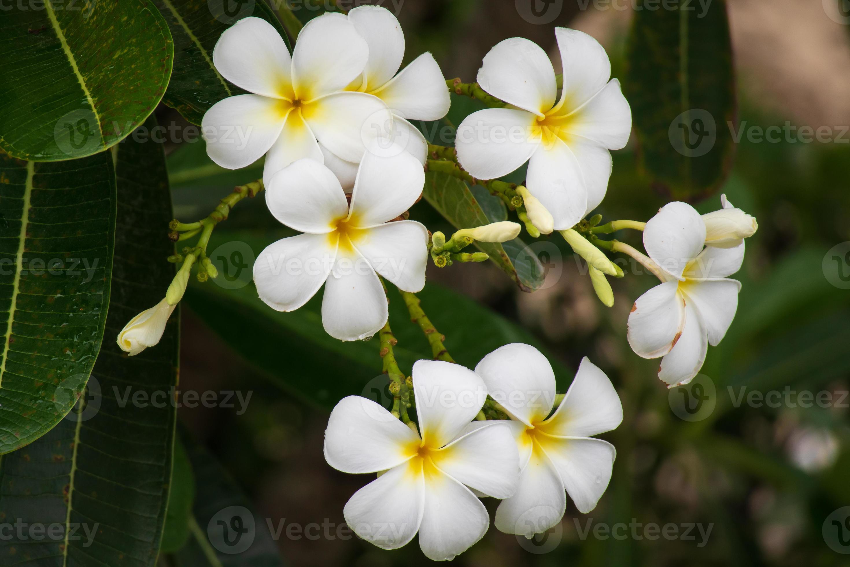 White Frangipani flower Plumeria alba with green leaves 13056918 Stock
