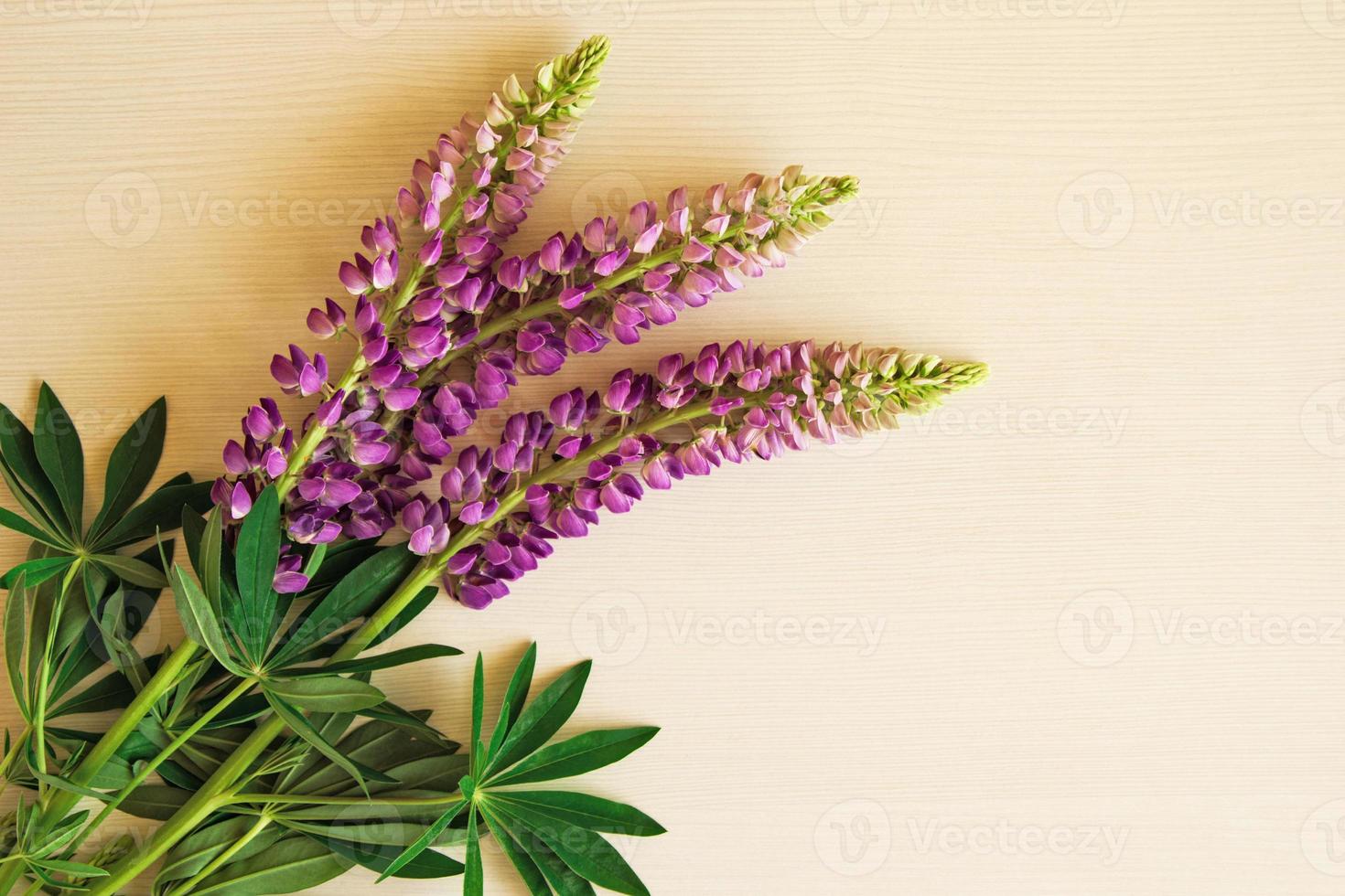 Purple flowers of lythrum with leaves on the white background. Toned. photo