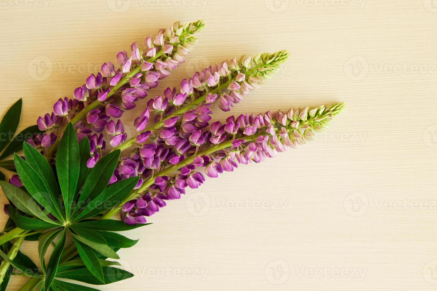 Purple flowers of lythrum with leaves on the white wooden background. photo