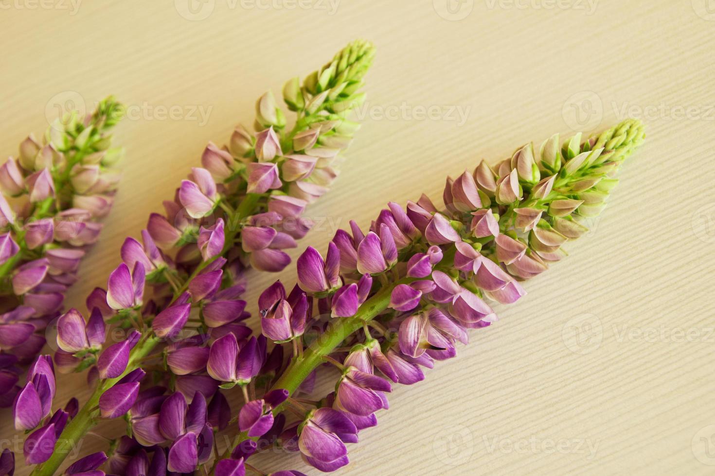 Purple flowers of lythrum on the white wooden background. photo