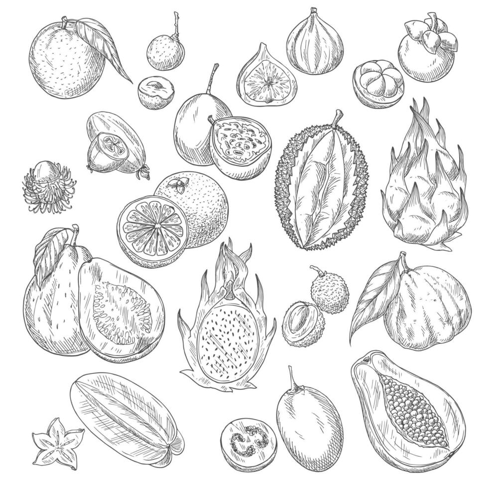 Vector exotic or tropical fruits sketch icons set