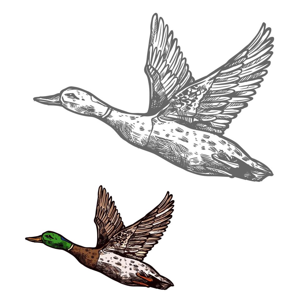 Duck bird sketch of wild or farm waterfowl animal vector