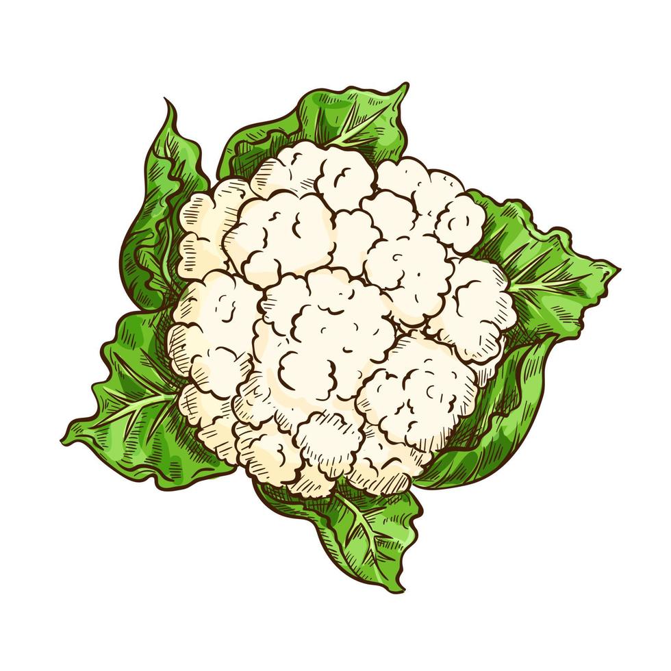 Cauliflower cabbage vegetable isolated sketch vector