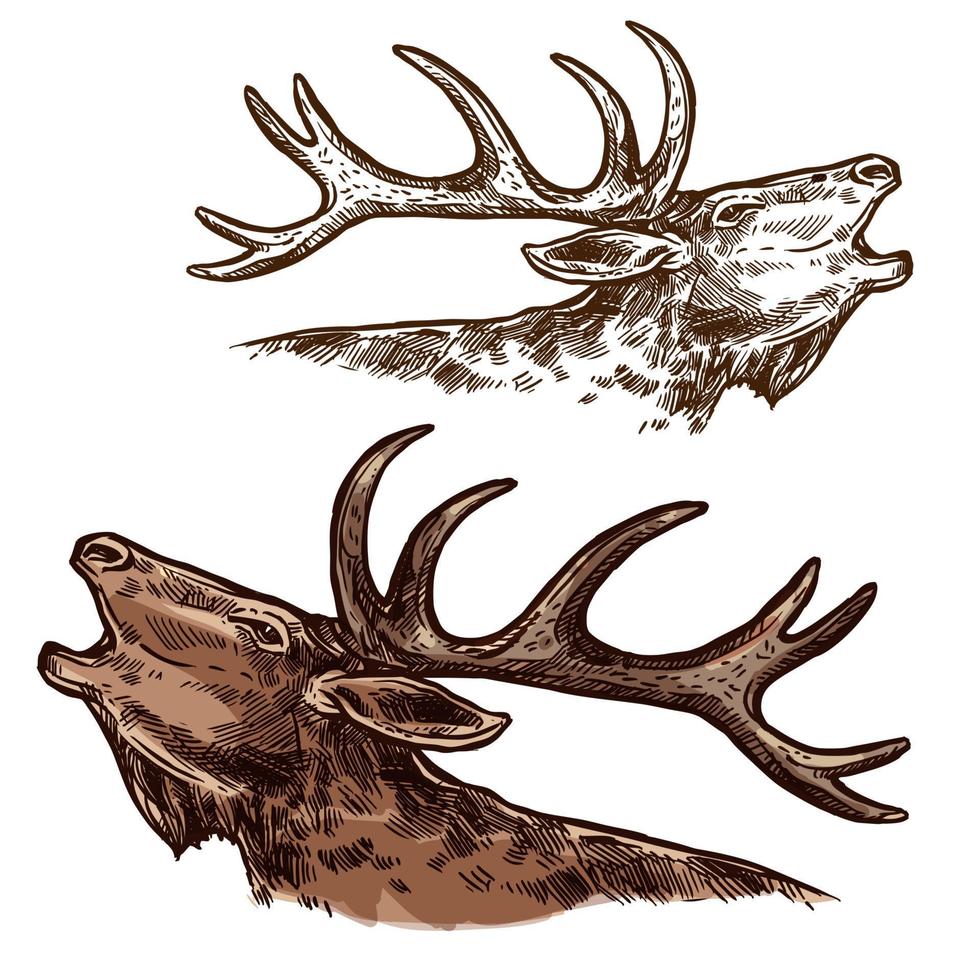 Elk moose head muzzle vector isolated sketch