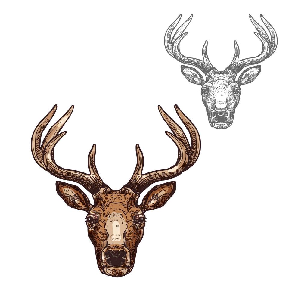 Deer ot reindeer muzzle vector isolated sketch