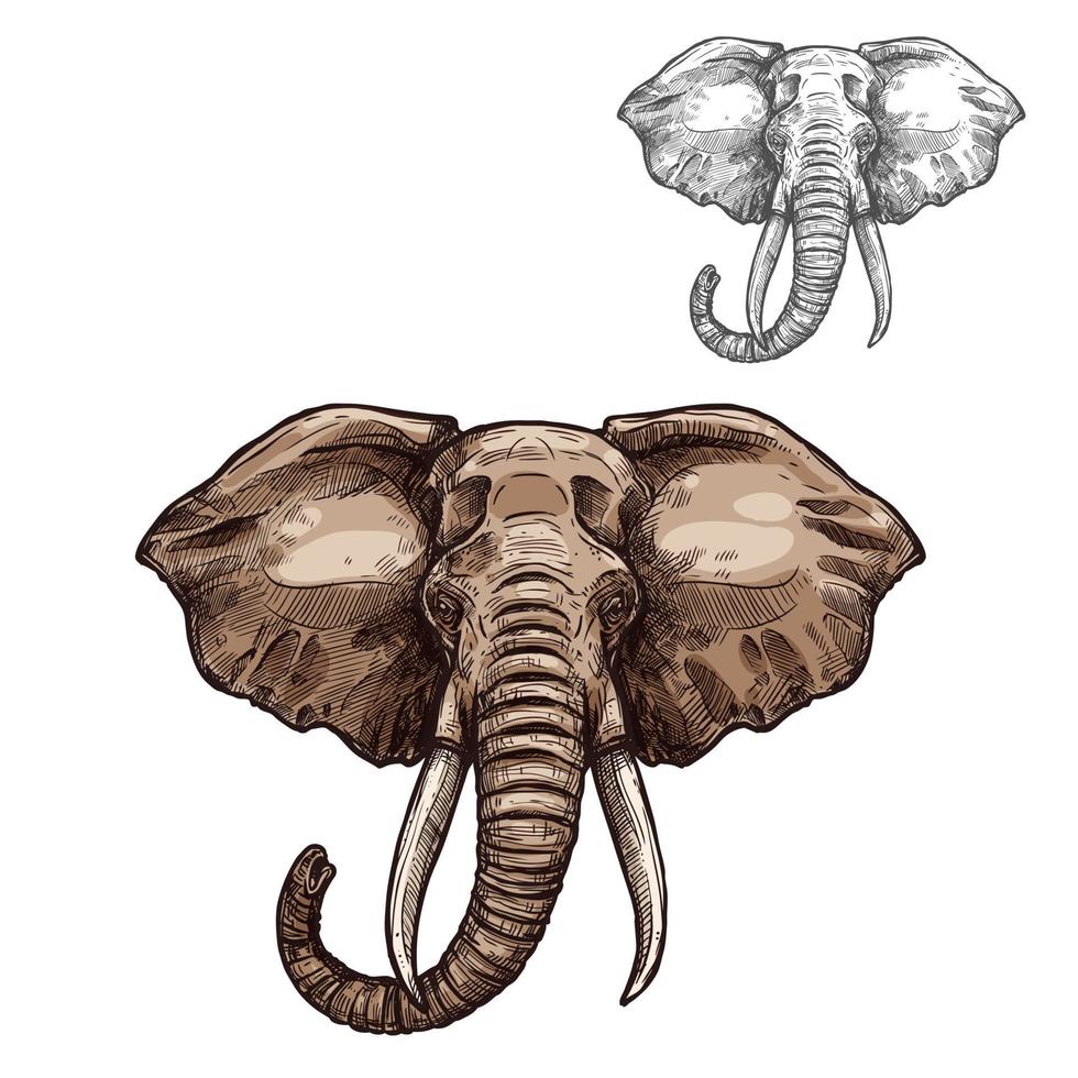 Elephant isolated sketch of african mammal animal vector