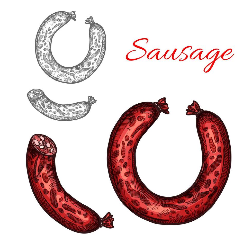 Pork meat sausage or smoked frankfurter sketch vector