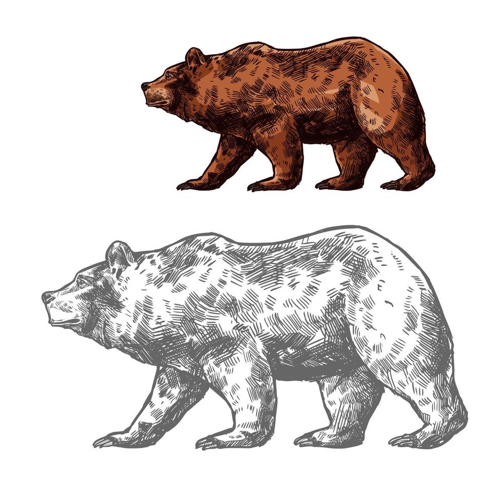 Bear animal sketch of walking brown grizzly vector