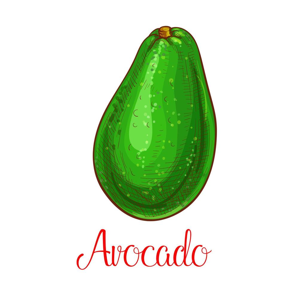 Avocado vector sketch icon of tropical fruit