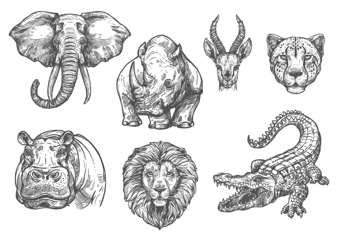 vector, bosquejo, zoológico, salvaje, africano, animales, iconos vector