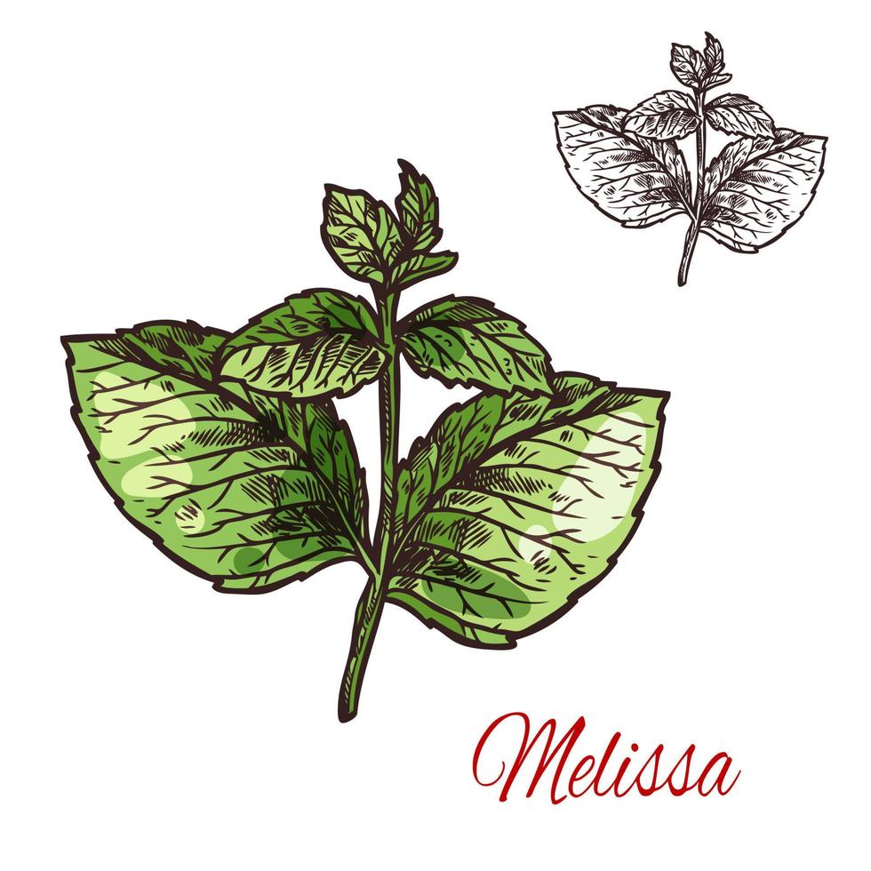 Melissa leaf sketch of medical plant and aroma herb vector